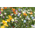 Blumenwiese "Dauerhafte Mischung" 30m²